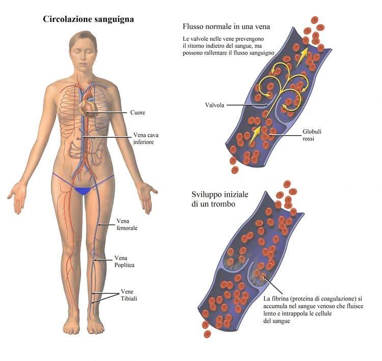 Riflessologia plantare e Circolazione sanguigna -Riflessologia e Benessere